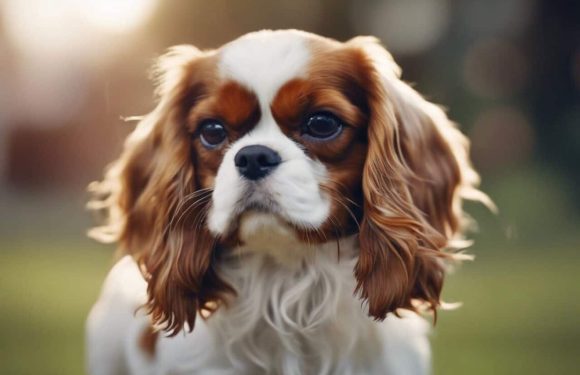 Cavalier king charles spaniel: Γιατί είναι ο τέλειος σκύλος για όλους;