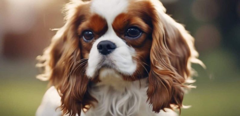 Cavalier king charles spaniel: Γιατί είναι ο τέλειος σκύλος για όλους;