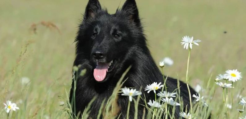 Belgian Sheepdog: Ο Βελγικός Ποιμενικός με τιμημένο παρελθόν!