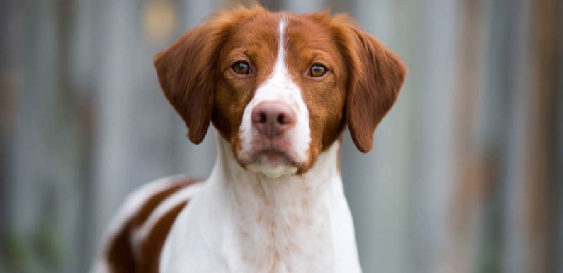 Σπάνιελ Μπρετόν (Brittany Spaniel): Ο χαρακτήρας & η ιστορία του!