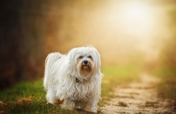 Χαβανέζ (Bichon Havanese): Γιατί είναι η ιδανική ράτσα για πόλη;