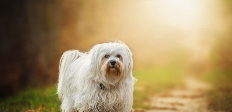 Χαβανέζ (Bichon Havanese): Γιατί είναι η ιδανική ράτσα για πόλη;