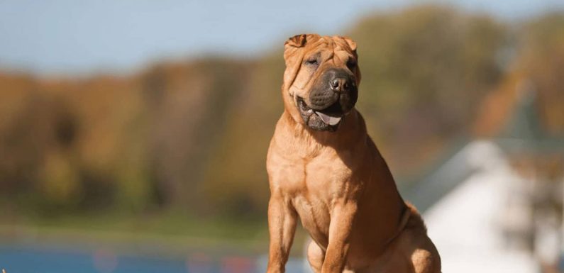 Σαρ Πέι (Shar Pei): Ένας ικανότατος σκύλος με γατίσιο χαρακτήρα!