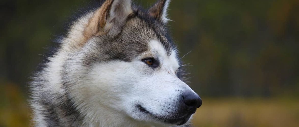 Τα πιο όμορφα σκυλιά: 11 κουκλιά στην όψη και στον χαρακτήρα!