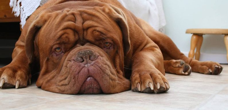 Dogue De Bordeaux: Ποιος είναι ο αληθινός χαρακτήρας του;